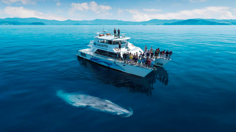 Auckland Whale & Dolphin Safari - A New Zealand 'must do"'activity right here in Auckland!